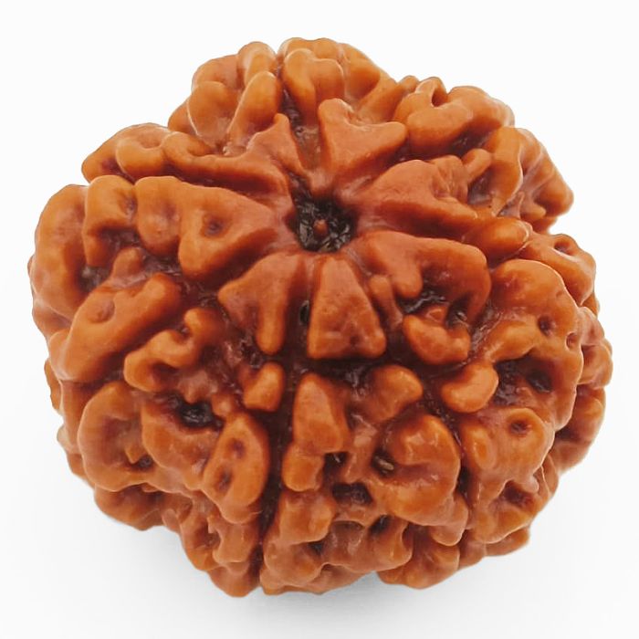 (23.50mm) 7 Mukhi Rudraksha Super Collector Bead | Saat Mukhi Rudraksha Bead | Seven Faced Rudraksha from Nepal | Benefits of 7 Mukhi Rudraksha