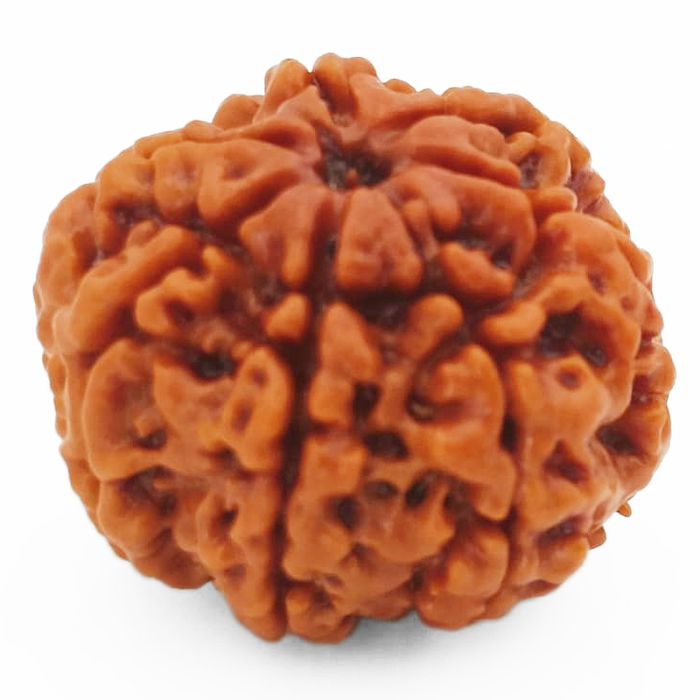 (23.50mm) 7 Mukhi Rudraksha Super Collector Bead | Saat Mukhi Rudraksha Bead | Seven Faced Rudraksha from Nepal | Benefits of 7 Mukhi Rudraksha