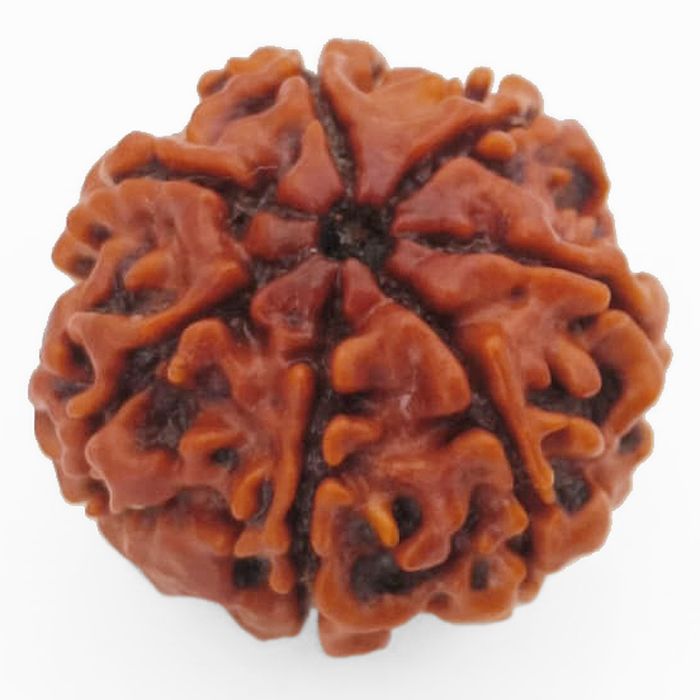 (23.57mm) 7 Mukhi Rudraksha Super Collector Bead | 7 Mukhi Rudraksha Bead | Saat Mukhi, Seven Faced Nepal Rudraksha | Benefits and Uses of Seven Mukhi - Super Collector Bead