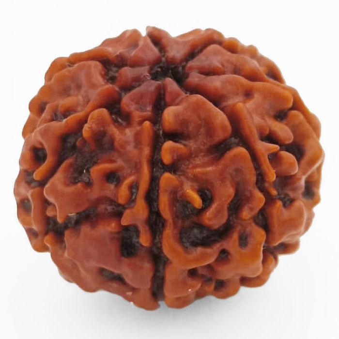 (23.57mm) 7 Mukhi Rudraksha Super Collector Bead | 7 Mukhi Rudraksha Bead | Saat Mukhi, Seven Faced Nepal Rudraksha | Benefits and Uses of Seven Mukhi - Super Collector Bead