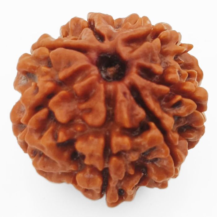 (23.72mm) 7 Mukhi Rudraksha Super Collector Bead | 7 Mukhi Rudraksha Bead | Saat Mukhi Rudraksha, Seven Faced Nepal Bead | Buy Online Energised and Natural 7 Mukhi - Super Collector Rudraksha
