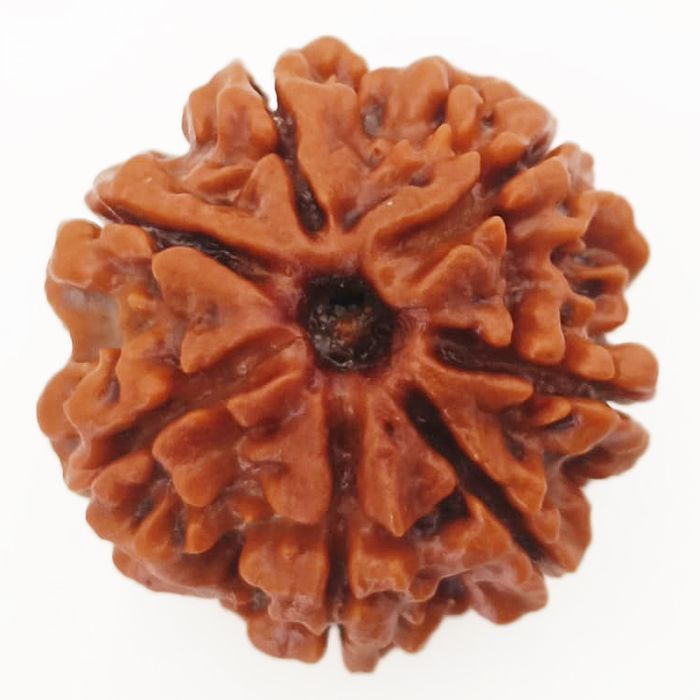 (23.72mm) 7 Mukhi Rudraksha Super Collector Bead | 7 Mukhi Rudraksha Bead | Saat Mukhi Rudraksha, Seven Faced Nepal Bead | Buy Online Energised and Natural 7 Mukhi - Super Collector Rudraksha