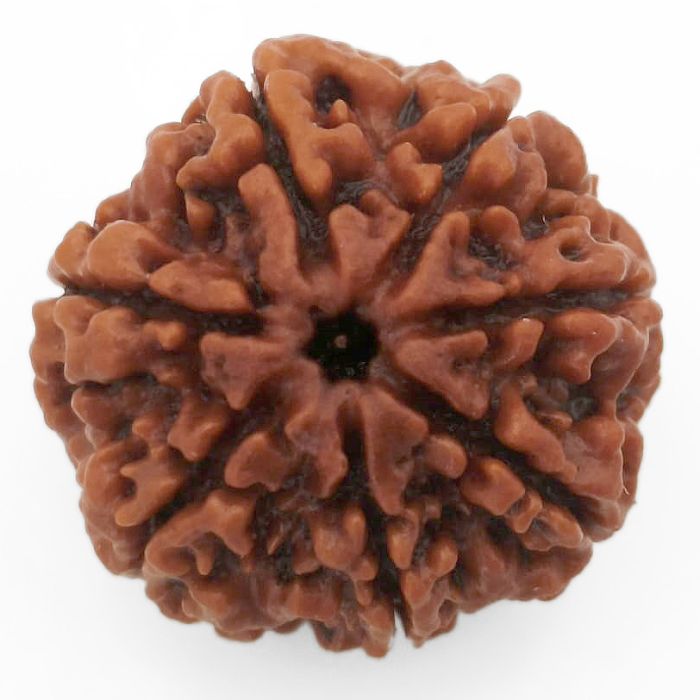 (23.82mm) 7 Mukhi Rudraksha Super Collector Bead | 7 Mukhi Rudraksha Bead | Saat Mukhi - Seven Faced Rudraksha from Nepal | Buy Online Original 7 Mukhi Super Collector Rudraksha Bead at Best Price