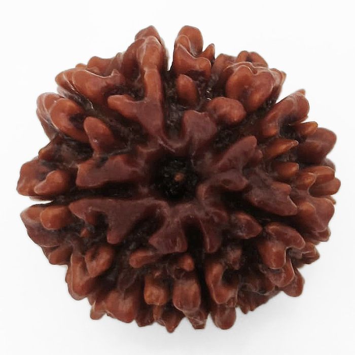 (24.00mm) 7 Mukhi Rudraksha Super Collector Bead | 7 Mukhi Rudraksha Bead | Saat Mukhi - Seven Faced Rudraksha Nepal Origin, Buy Online Energised and Original 7 Mukhi Rudraksha - Super Collector Bead