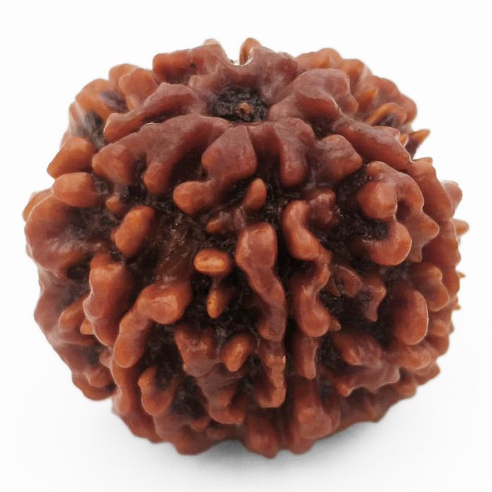 (24.00mm) 7 Mukhi Rudraksha Super Collector Bead | 7 Mukhi Rudraksha Bead | Saat Mukhi - Seven Faced Rudraksha Nepal Origin, Buy Online Energised and Original 7 Mukhi Rudraksha - Super Collector Bead