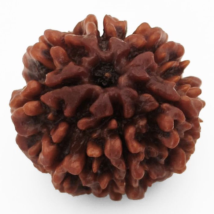 (24.00mm) 7 Mukhi Rudraksha Super Collector Bead | 7 Mukhi Rudraksha Bead | Saat Mukhi - Seven Faced Rudraksha Nepal Origin, Buy Online Energised and Original 7 Mukhi Rudraksha - Super Collector Bead