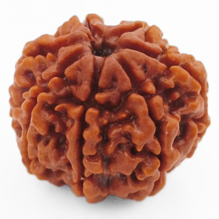 (24.05mm) 7 Mukhi Rudraksha Super Collector Bead | 7 Mukhi Rudraksha Bead | Saat Mukhi - Seven Faced Rudraksha Nepal Origin, Buy Online Energised and Original 7 Mukhi Rudraksha - Super Collector Bead