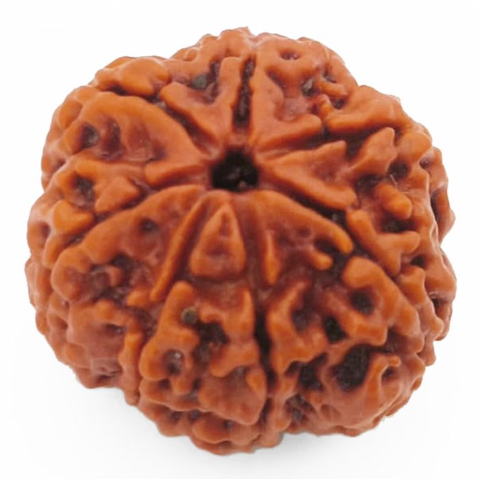 (24.06mm) 7 Mukhi Rudraksha Super Collector Bead | 7 Mukhi Rudraksha Bead | Saat Mukhi - Seven Faced Rudraksha Nepal Origin, Buy Online Energised and Original 7 Mukhi Rudraksha - Super Collector Bead