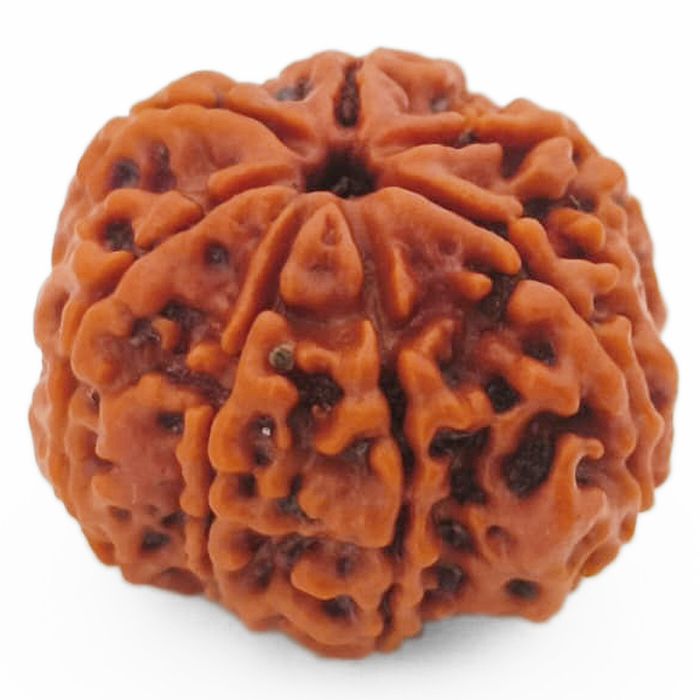 (24.06mm) 7 Mukhi Rudraksha Super Collector Bead | 7 Mukhi Rudraksha Bead | Saat Mukhi - Seven Faced Rudraksha Nepal Origin, Buy Online Energised and Original 7 Mukhi Rudraksha - Super Collector Bead