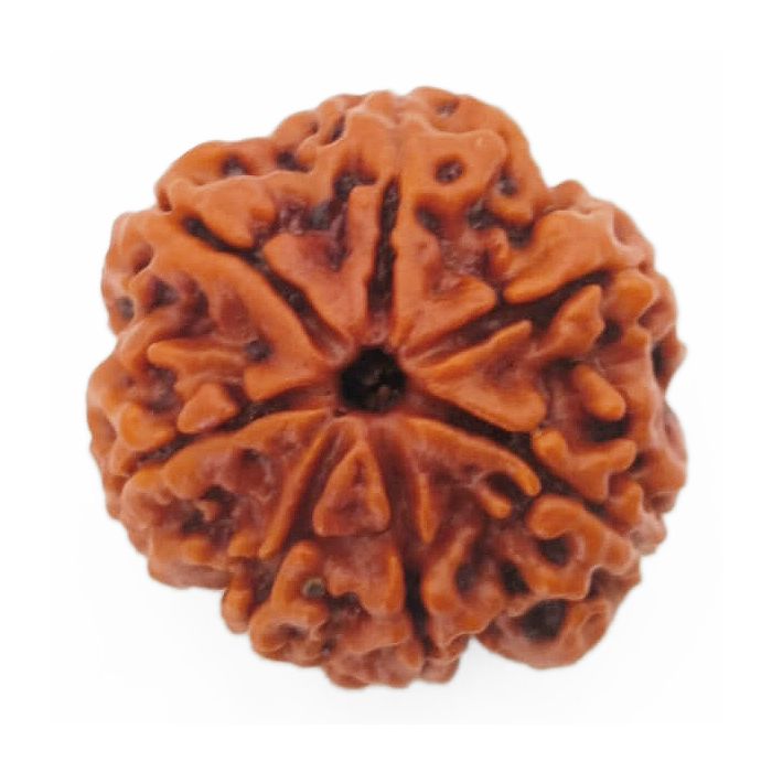 (24.06mm) 7 Mukhi Rudraksha Super Collector Bead | 7 Mukhi Rudraksha Bead | Saat Mukhi - Seven Faced Rudraksha Nepal Origin, Buy Online Energised and Original 7 Mukhi Rudraksha - Super Collector Bead
