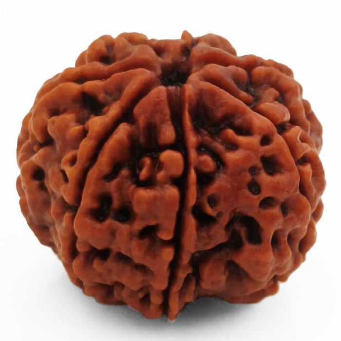 (24.22mm) 7 Mukhi Rudraksha Super Collector Bead | 7 Mukhi Rudraksha Bead | Saat Mukhi - Seven Faced Rudraksha Nepal Origin, Buy Online Energised and Original 7 Mukhi Rudraksha - Super Collector Bead