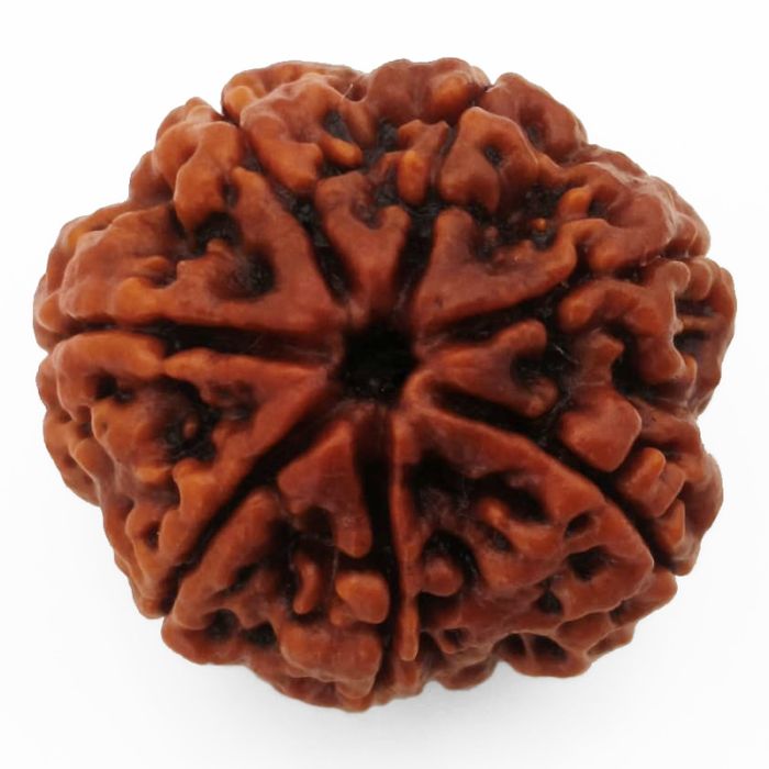 (24.22mm) 7 Mukhi Rudraksha Super Collector Bead | 7 Mukhi Rudraksha Bead | Saat Mukhi - Seven Faced Rudraksha Nepal Origin, Buy Online Energised and Original 7 Mukhi Rudraksha - Super Collector Bead