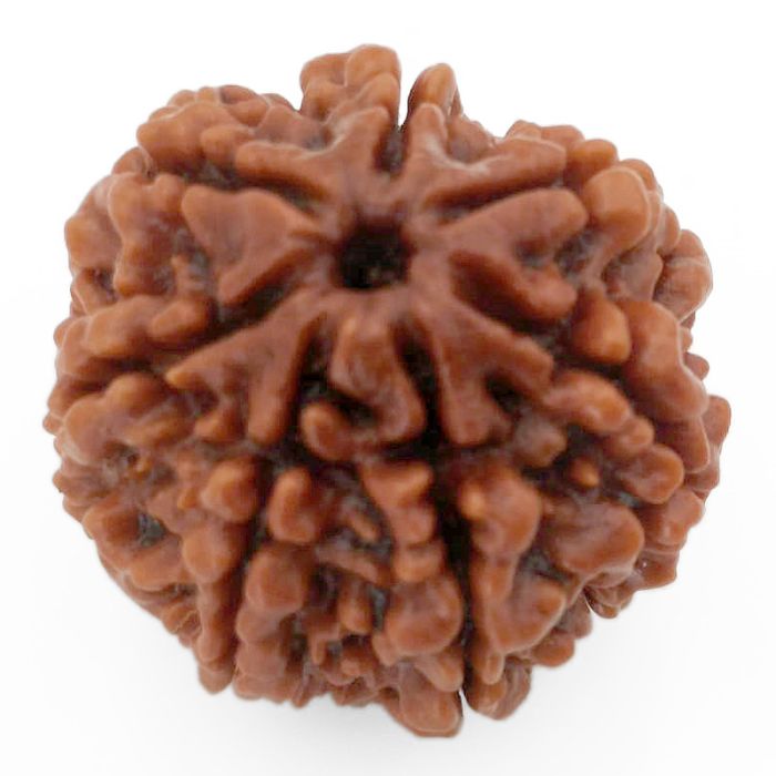(24.27mm) 7 Mukhi Rudraksha Super Collector Bead | 7 Mukhi Rudraksha Bead | Saat Mukhi - Seven Faced Rudraksha Nepal Origin, Buy Online Energised and Original 7 Mukhi Rudraksha - Super Collector Bead