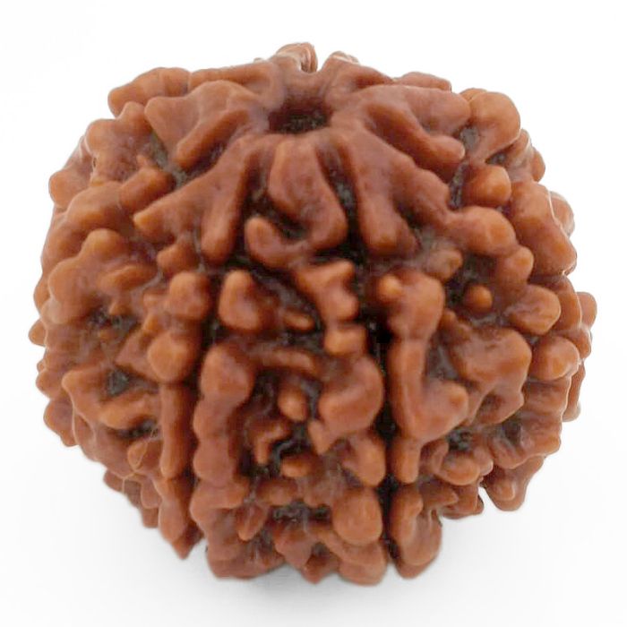 (24.27mm) 7 Mukhi Rudraksha Super Collector Bead | 7 Mukhi Rudraksha Bead | Saat Mukhi - Seven Faced Rudraksha Nepal Origin, Buy Online Energised and Original 7 Mukhi Rudraksha - Super Collector Bead