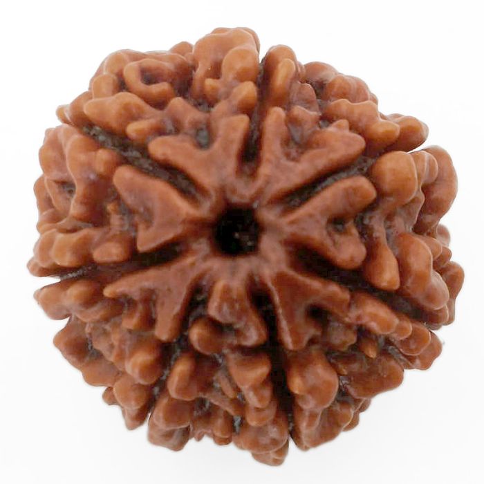 (24.27mm) 7 Mukhi Rudraksha Super Collector Bead | 7 Mukhi Rudraksha Bead | Saat Mukhi - Seven Faced Rudraksha Nepal Origin, Buy Online Energised and Original 7 Mukhi Rudraksha - Super Collector Bead