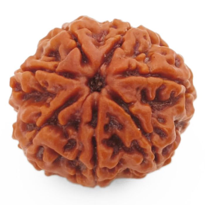 (24.27mm) 7 Mukhi Rudraksha Super Collector Bead | 7 Mukhi Rudraksha Bead | Saat Mukhi, Seven Faced Nepal Rudraksha | Original and Energised 7 Mukhi Brown Rudraksha - Super Collector Bead