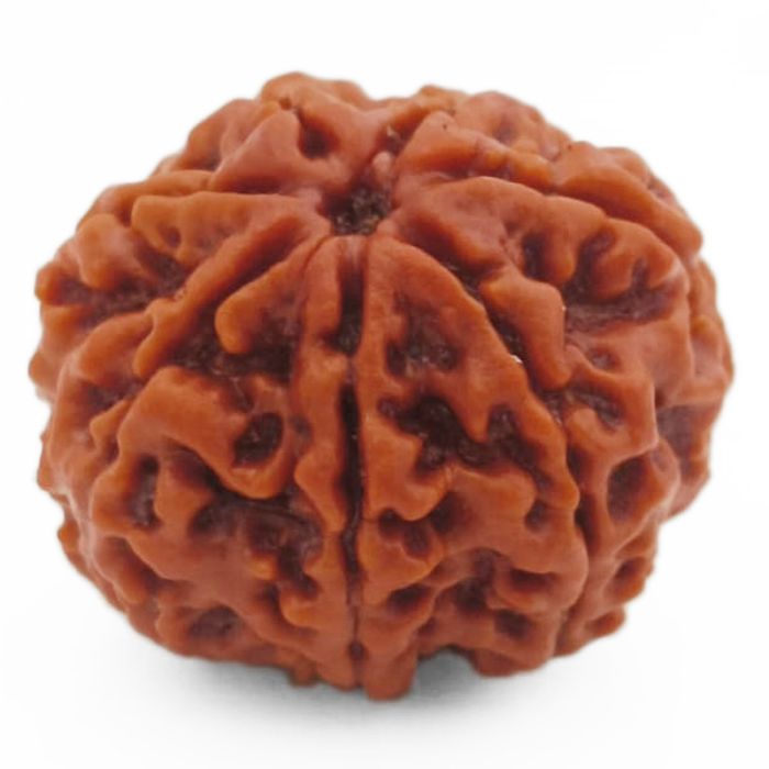 (24.27mm) 7 Mukhi Rudraksha Super Collector Bead | 7 Mukhi Rudraksha Bead | Saat Mukhi, Seven Faced Nepal Rudraksha | Original and Energised 7 Mukhi Brown Rudraksha - Super Collector Bead