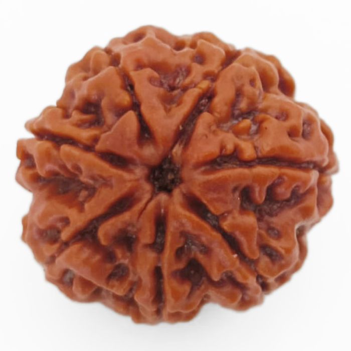 (24.27mm) 7 Mukhi Rudraksha Super Collector Bead | 7 Mukhi Rudraksha Bead | Saat Mukhi, Seven Faced Nepal Rudraksha | Original and Energised 7 Mukhi Brown Rudraksha - Super Collector Bead