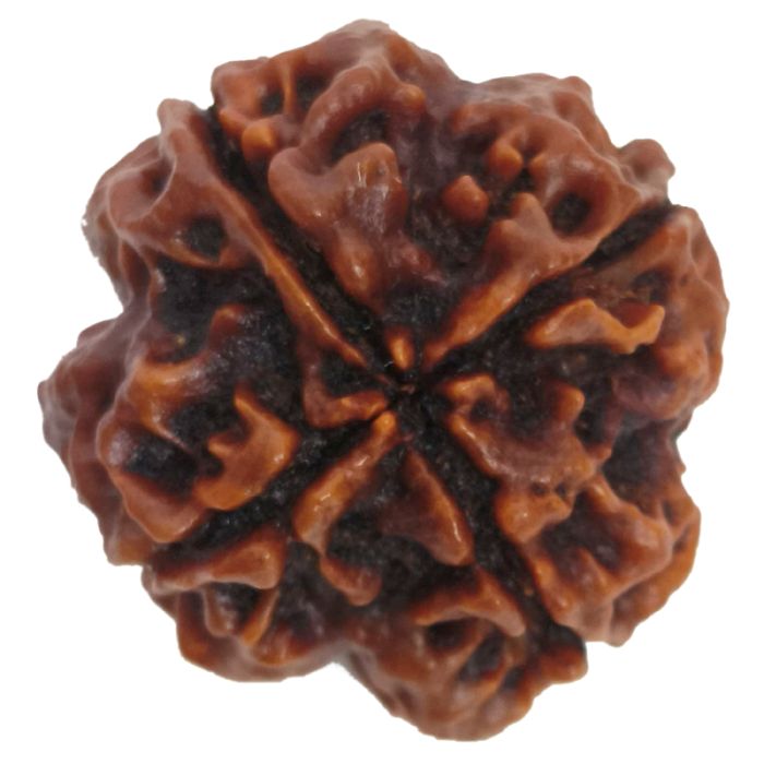 (24.43mm) 4 Mukhi Rudraksha Super Collector Bead | 4 Mukhi Rudraksha Bead | Chaar Mukhi, Four Faced Rudraksha from Nepal | Benefits of 4 Mukhi Rudraksha Bead