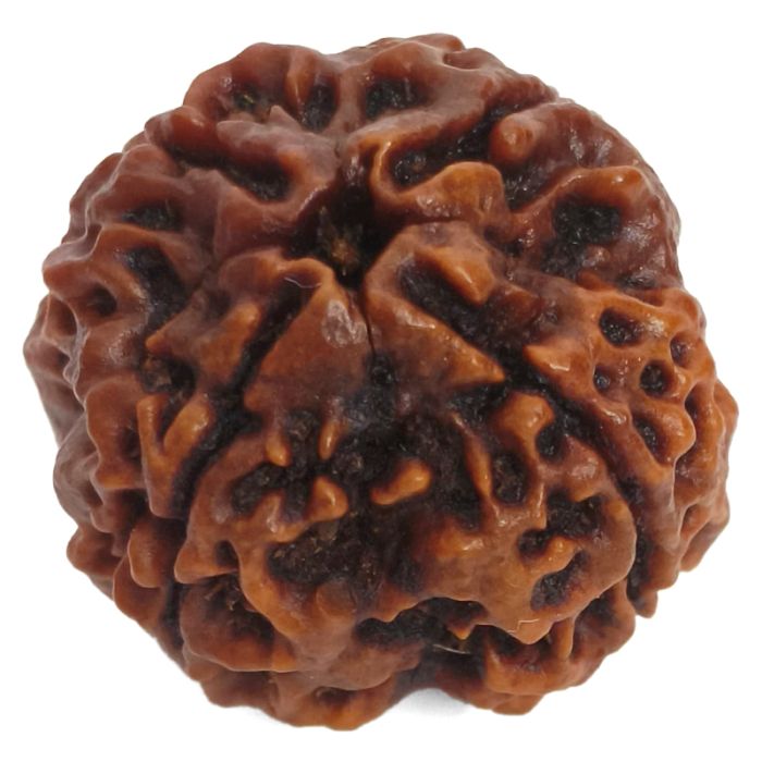(24.43mm) 4 Mukhi Rudraksha Super Collector Bead | 4 Mukhi Rudraksha Bead | Chaar Mukhi, Four Faced Rudraksha from Nepal | Benefits of 4 Mukhi Rudraksha Bead