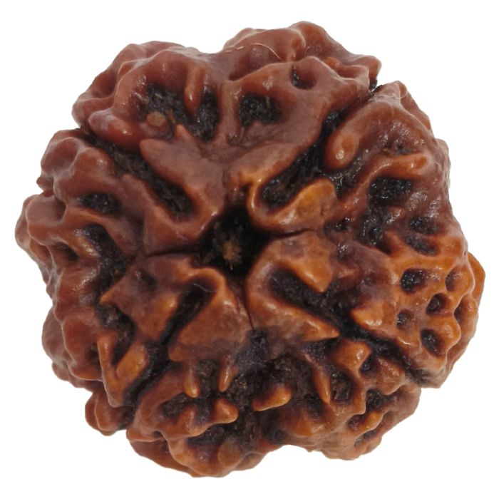 (24.43mm) 4 Mukhi Rudraksha Super Collector Bead | 4 Mukhi Rudraksha Bead | Chaar Mukhi, Four Faced Rudraksha from Nepal | Benefits of 4 Mukhi Rudraksha Bead
