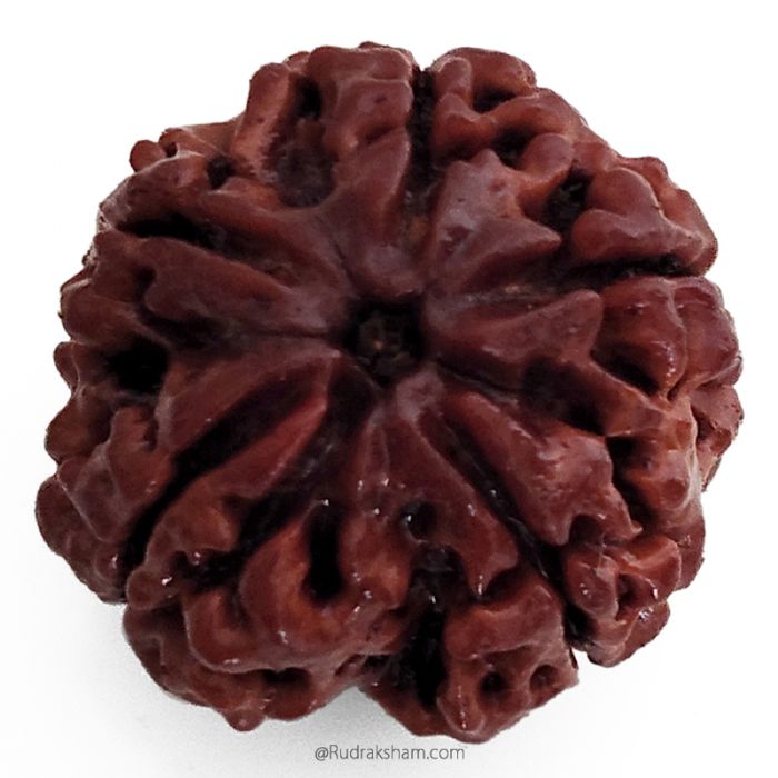 (25.11mm) 5 Mukhi Rudraksha Super Collector Bead | 5 Mukhi Rudraksha Bead | Paanch Mukhi, Five Faced Rudraksha from Nepal | Benefits of 5 Mukhi Rudraksha Super Collector Bead