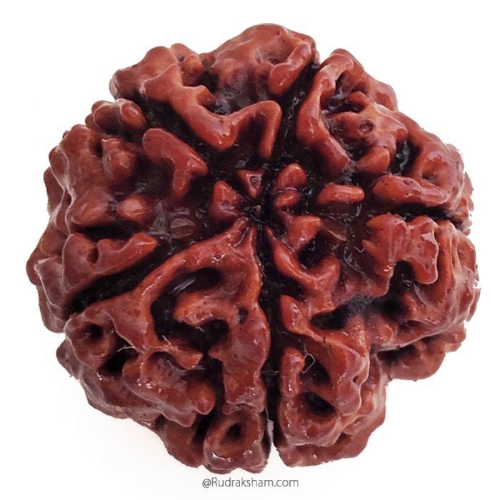(25.11mm) 5 Mukhi Rudraksha Super Collector Bead | 5 Mukhi Rudraksha Bead | Paanch Mukhi, Five Faced Rudraksha from Nepal | Benefits of 5 Mukhi Rudraksha Super Collector Bead