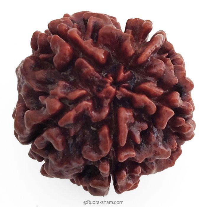 (25.20mm) 5 Mukhi Rudraksha Super Collector Bead | 5 Mukhi Rudraksha Bead | Paanch Mukhi, Five Faced Rudraksha from Nepal | Benefits of 5 Mukhi Rudraksha Super Collector Bead