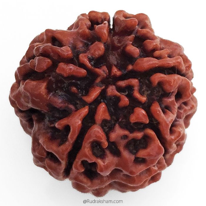 (25.29mm) 5 Mukhi Rudraksha Super Collector Bead | 5 Mukhi Rudraksha Bead | Paanch Mukhi, Five Faced Rudraksha from Nepal Energised & Natural - Super Collector Bead