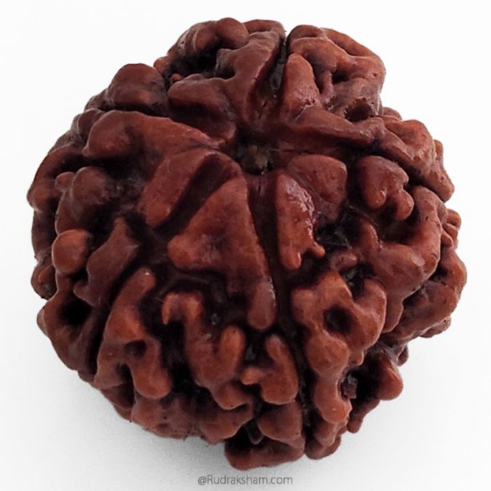 (25.29mm) 5 Mukhi Rudraksha Super Collector Bead | 5 Mukhi Rudraksha Bead | Paanch Mukhi, Five Faced Rudraksha from Nepal Energised & Natural - Super Collector Bead