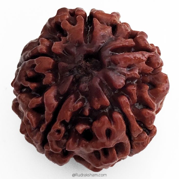 (25.52mm) 5 Mukhi Rudraksha Super Collector Bead | 5 Mukhi Rudraksha Bead | Paanch Mukhi - Five Faced - Rudraksha from Nepal | Energised and Original 5 Mukhi - Super Collector Bead