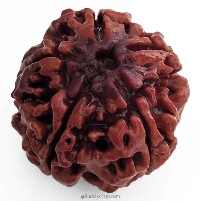 (25.52mm) 5 Mukhi Rudraksha Super Collector Bead | 5 Mukhi Rudraksha Bead | Paanch Mukhi - Five Faced - Rudraksha from Nepal | Energised and Original 5 Mukhi - Super Collector Bead