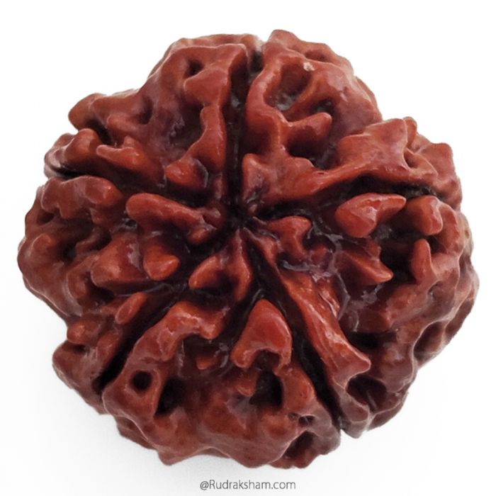 (25.52mm) 5 Mukhi Rudraksha Super Collector Bead | 5 Mukhi Rudraksha Bead | Paanch Mukhi - Five Faced - Rudraksha from Nepal | Energised and Original 5 Mukhi - Super Collector Bead
