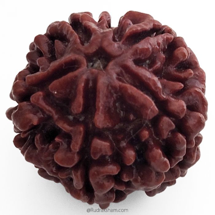 (25.69mm) 5 Mukhi Rudraksha Super Collector Bead | 5 Mukhi Rudraksha Bead | Paanch Mukhi, Five Faced Rudraksha from Nepal | Buy Online Natural Shiva Rudraksha Beads - Super Collector Rudraksha Bead