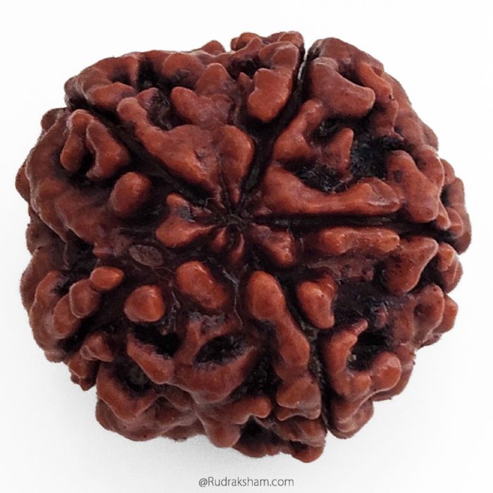 (25.69mm) 5 Mukhi Rudraksha Super Collector Bead | 5 Mukhi Rudraksha Bead | Paanch Mukhi, Five Faced Rudraksha from Nepal | Buy Online Natural Shiva Rudraksha Beads - Super Collector Rudraksha Bead