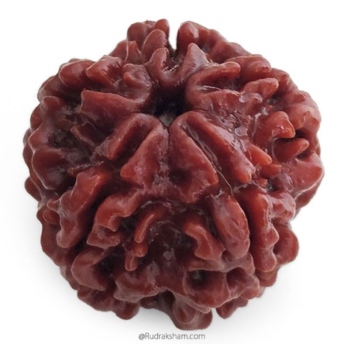 (25.80mm) 5 Mukhi Rudraksha Super Collector Bead | 5 Mukhi Rudraksha Bead | Panch Mukhi, Five Faced Nepal Rudraksha | Wholesale Rudraksha Beads