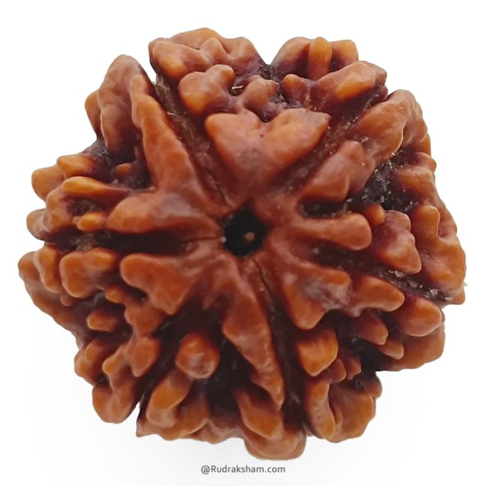 (25.90mm) 6 Mukhi Rudraksha Super Collector Bead |Six Mukhi Rudraksha Bead | Cheh Mukhi, Six Faced - Rudraksha from Nepal | Original and Energised Super Collector 6 Mukhi Rudraksha Bead