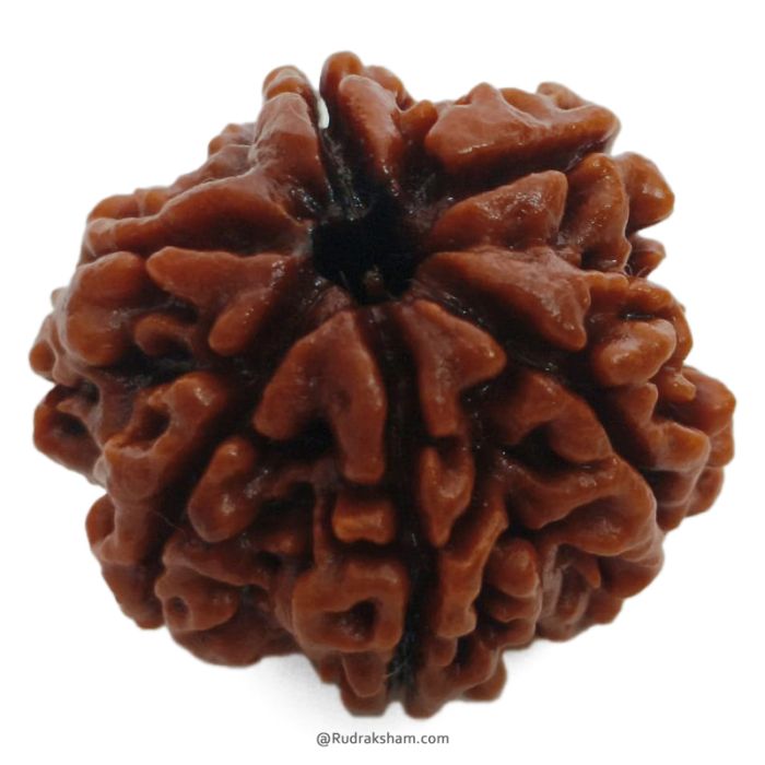 (26.28mm) 6 Mukhi Rudraksha Super Collector Bead | 6 Mukhi Rudraksha Bead | Chah Mukhi, Six Faced Rudraksha from Nepal | High Quality and Superior 6 Mukhi Rudraksha Beads