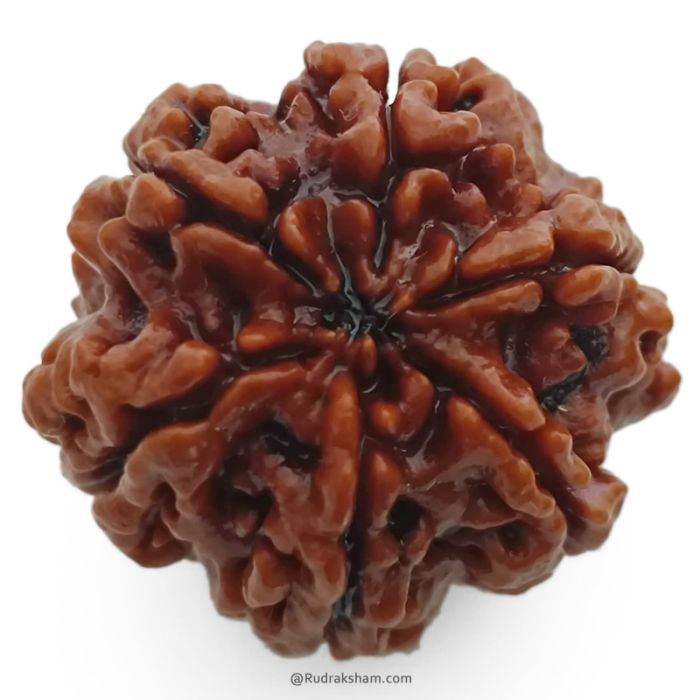 (26.28mm) 6 Mukhi Rudraksha Super Collector Bead | 6 Mukhi Rudraksha Bead | Chah Mukhi, Six Faced Rudraksha from Nepal | High Quality and Superior 6 Mukhi Rudraksha Beads