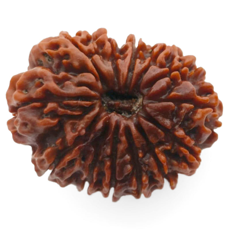 13 Mukhi Rudraksha Bead from Nepal | Buy Original Thirteen Mukhi Rudraksha Spiritual bead For Attraction