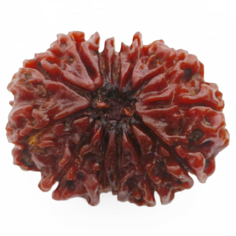 13 Mukhi Rudraksha Bead from Nepal | Buy Original Thirteen Mukhi Rudraksha Spiritual bead For Attraction