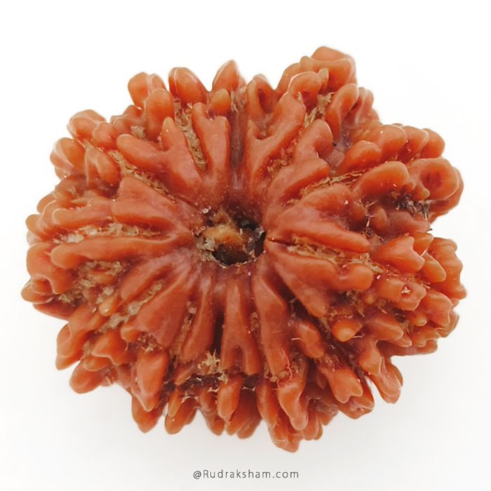 (27.90mm) 12 Mukhi Rudraksha Super Collector Bead | 12 Mukhi Rudraksha Bead | Barah Mukhi, Twelve Faced Rudraksha from Nepal 100% Authentic Pure Natural Shiva Bead- Super Collector Bead