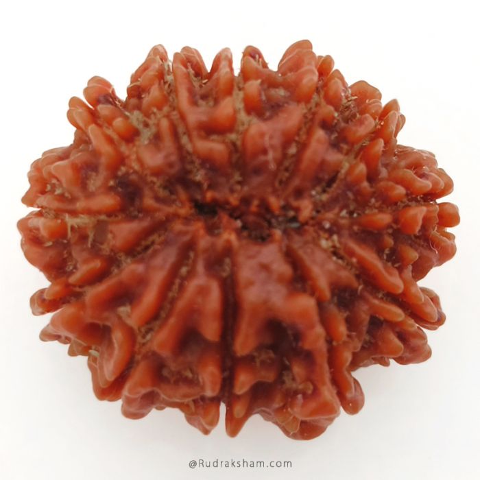 (27.90mm) 12 Mukhi Rudraksha Super Collector Bead | 12 Mukhi Rudraksha Bead | Barah Mukhi, Twelve Faced Rudraksha from Nepal 100% Authentic Pure Natural Shiva Bead- Super Collector Bead
