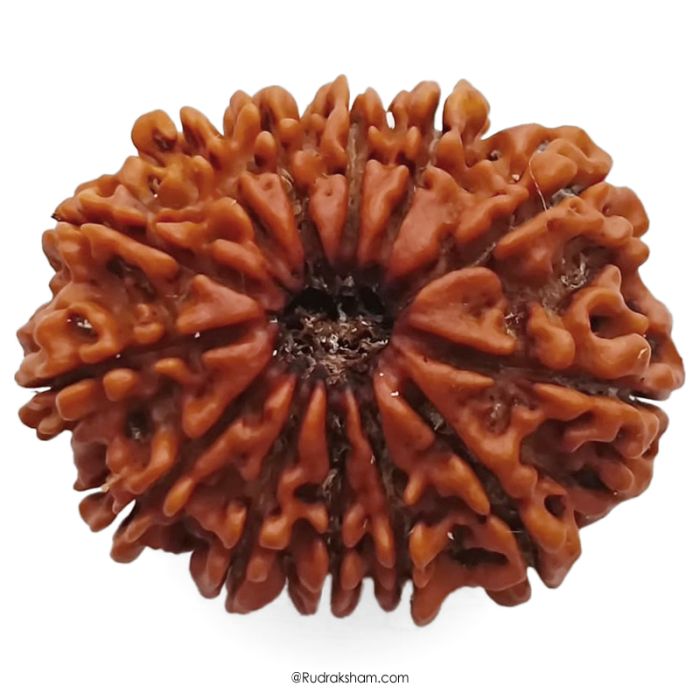 13 Mukhi Rudraksha Super Collector Bead | 13 Mukhi Rudraksha Bead | Terah Mukhi - Thirteen Faced - Rudraksha from Nepal 100% Authentic Pure Natural - Super Collector Bead