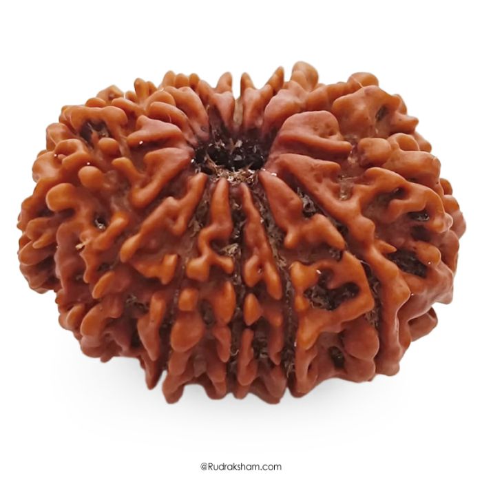 13 Mukhi Rudraksha Super Collector Bead | 13 Mukhi Rudraksha Bead | Terah Mukhi - Thirteen Faced - Rudraksha from Nepal 100% Authentic Pure Natural - Super Collector Bead