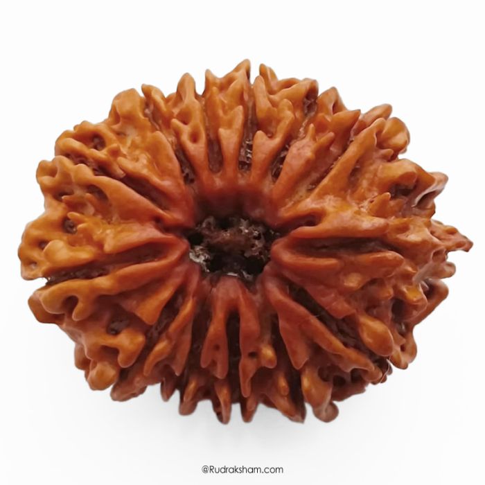 (29.29mm) 13 Mukhi Rudraksha Super Collector Bead | 13 Mukhi Rudraksha Bead | Terah Mukhi - Thirteen Faced - Rudraksha from Nepal 100% Authentic Pure Natural - Super Collector Bead