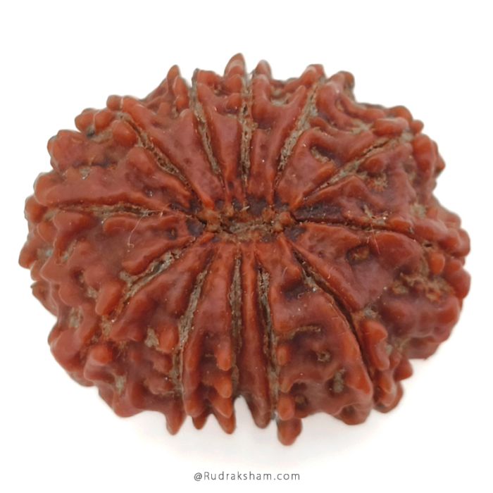 (29.29mm) 12 Mukhi Rudraksha Super Collector Bead | Barah Mukhi Rudraksha Bead, Twelve Faced Energised Nepali Rudraksh | Mantra and Benefits of 12 Face Super Collector Bead