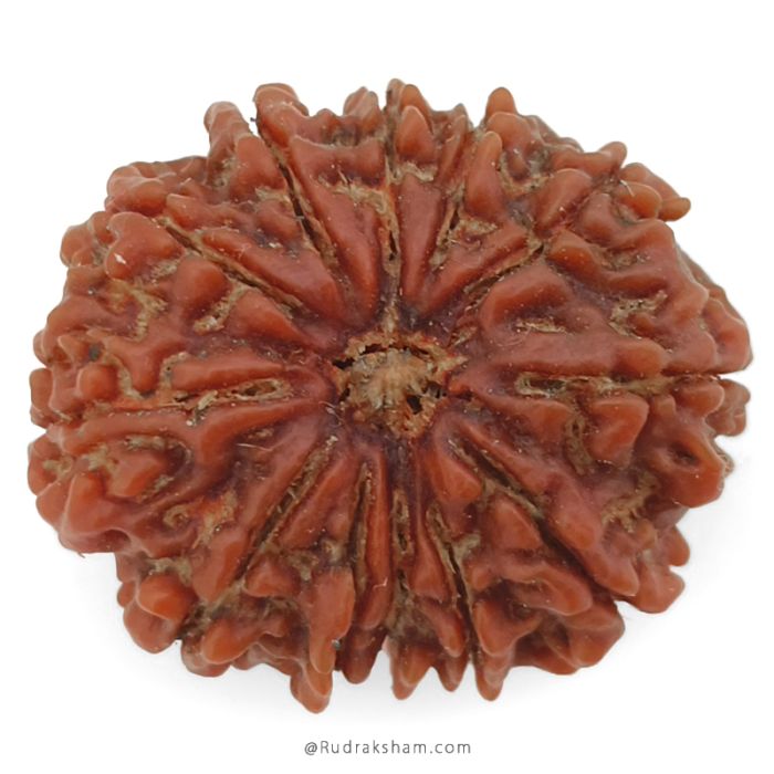 (29.29mm) 12 Mukhi Rudraksha Super Collector Bead | Barah Mukhi Rudraksha Bead, Twelve Faced Energised Nepali Rudraksh | Mantra and Benefits of 12 Face Super Collector Bead