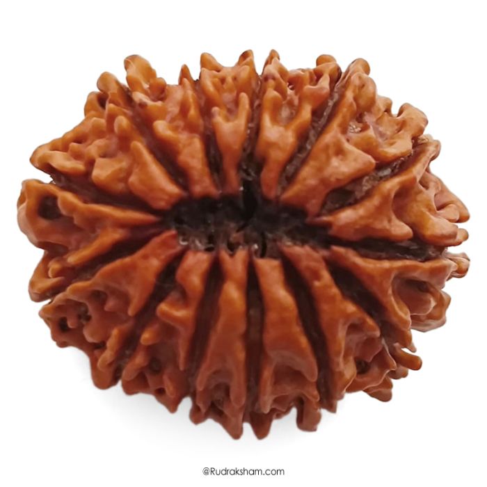 (29.29mm) 13 Mukhi Rudraksha Super Collector Bead | 13 Mukhi Rudraksha Bead | Terah Mukhi - Thirteen Faced - Rudraksha from Nepal 100% Authentic Pure Natural - Super Collector Bead