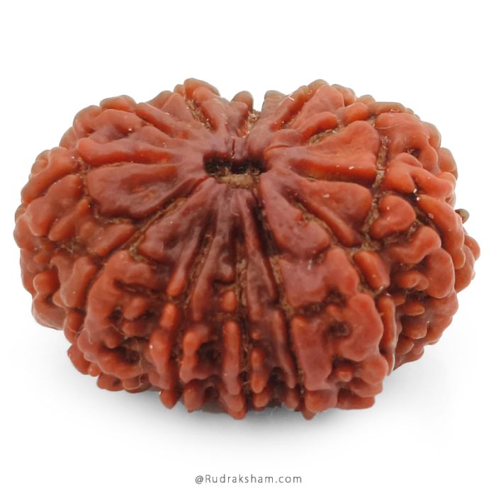 (29.50mm) 12 Mukhi Rudraksha Super Collector Bead | 12 Mukhi Rudraksha Bead | Buy Online 12 Faced Nepali Rudraksha, Energised, Natural and Original Twelve Mukhi - Super Collector Bead